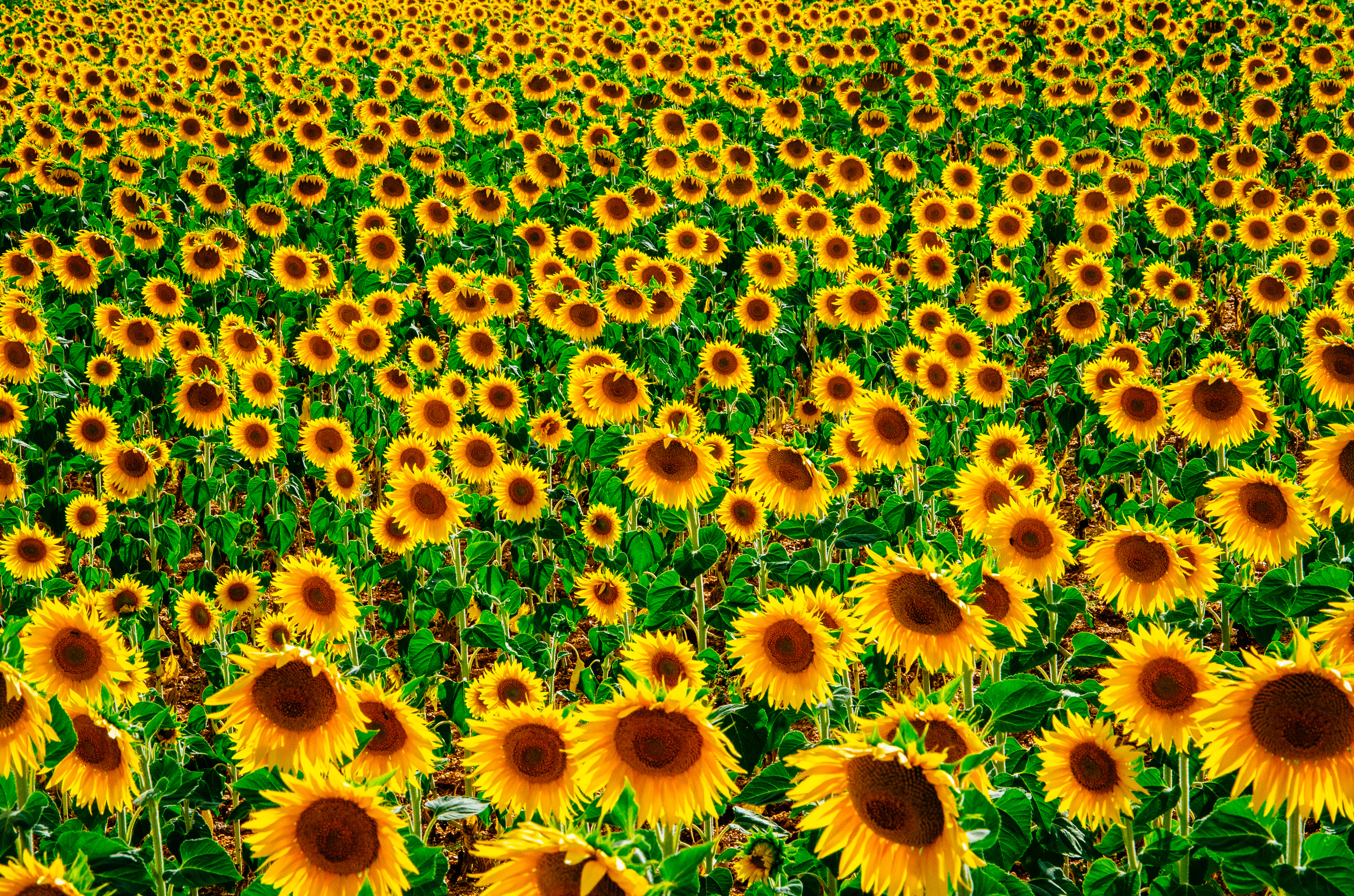 A field of flowering sunflowers